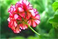 [how to raise geranium] how to maintain geranium