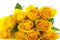 What is the name of the yellow rose?