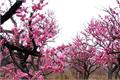 Grafting methods and techniques of apricot trees