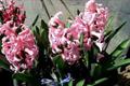 Is hyacinth easy to raise? introduction of specific methods