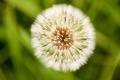 The flower language of dandelion, come to a dandelion agreement