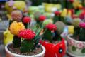 How to raise cactus and how to enter winter