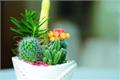 The culture method of cactus how to raise healthy cactus