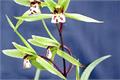 Cultivation and Propagation of Cymbidium how to raise it