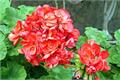 Key points of propagation of geranium cuttings