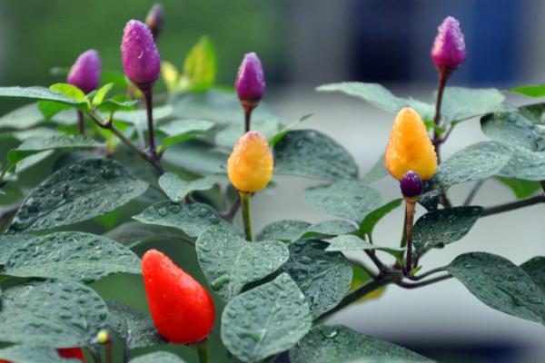 Planting techniques of colorful Pepper