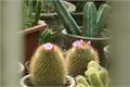 [Golden monkey cactus] Culture characteristics of golden monkey cactus