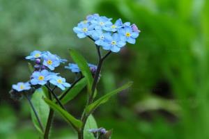 Don't forget the complete book of grass and flowers, and don't forget what grass means.