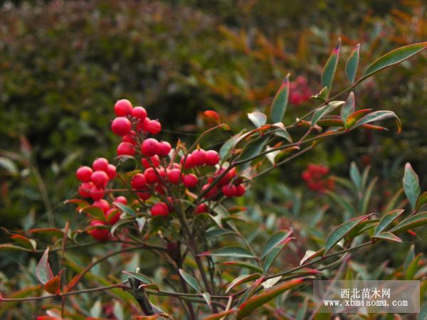 Why doesn't Phyllostachys pubescens emerge for a long time when sowing?