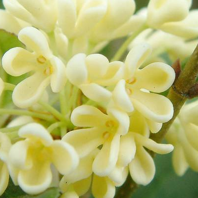 Grafting method of Osmanthus fragrans