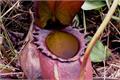 Introduction of giant pitcher plant