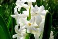 Introduction to White Hyacinth Flower language