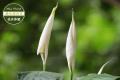 Senior flower friends teach you how to raise water guanyin flowers