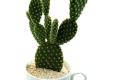 Is the cactus protected from radiation? is the cactus a radiation-proof plant?