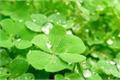 What does the four-leaf clover stand for? what does it symbolize?