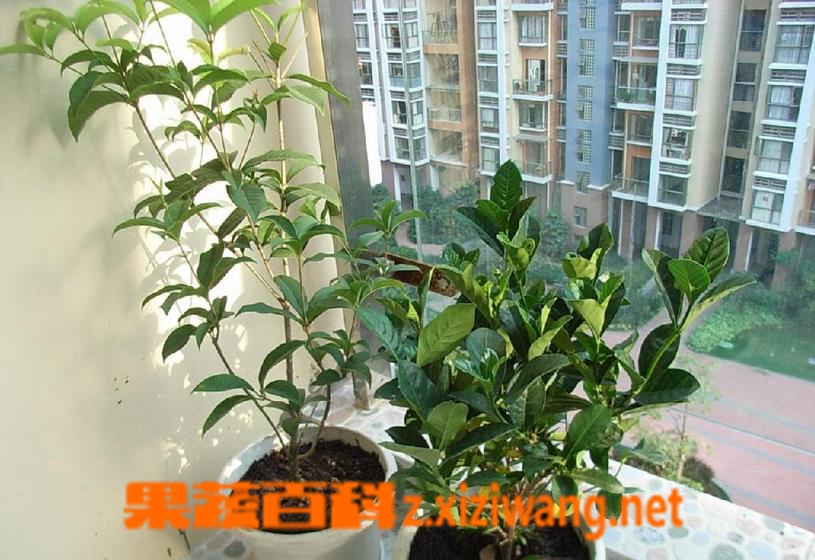 How to graft sweet-scented osmanthus