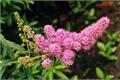 The time of flowering of the golden flame spiraea.