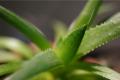 [uses of aloe] what are the uses of aloe?