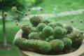 Sedum L. | matters needing attention in pot culture of succulent plants