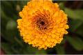 Life habits and planting of Calendula