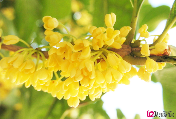 Planting method of Osmanthus fragrans