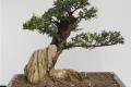 How to raise boxwood bonsai