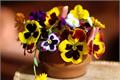 An Analysis of the Flower language and function of Pansy