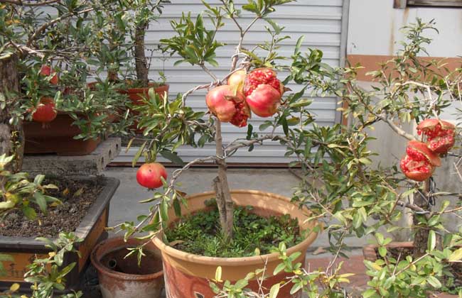 Pruning method of pomegranate bonsai