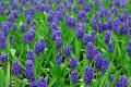 Introduction to blue hyacinth flower language