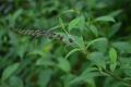 [drunken fish grass flower] growth of drunk fish grass flower