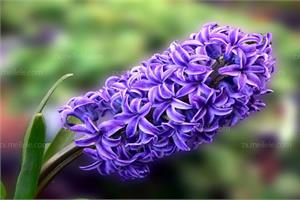 About the legend of hyacinth, how to cultivate hyacinth