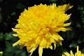 What does the yellow chrysanthemum mean?