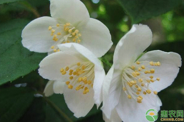 How to plant plum blossoms