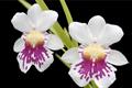 Is Oncidium easy to raise? how to maintain Oncidium?