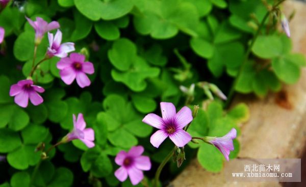 Propagation methods of Oxalis safflower