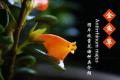 [goldfish grass] Picture of goldfish grass _ flower language _ species collection