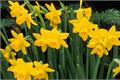 How to cultivate Narcissus how to cultivate Narcissus