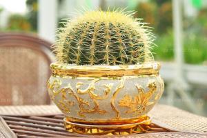 What is the difference between golden cactus and cactus? what is the golden amber language?