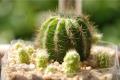 [culture method of cactus] recommendation of culture method of cactus