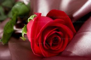 [how to keep roses fresh] prolong your romance with him (her)