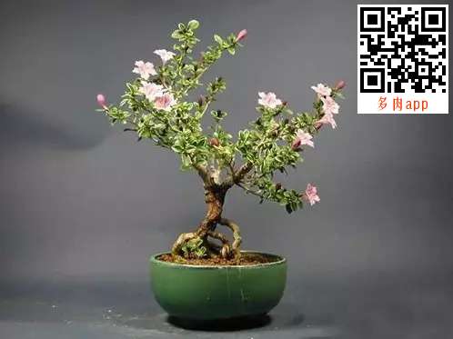 Production and maintenance of snow bonsai in June