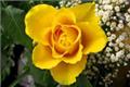 A complete collection of yellow rose flowers