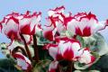 Cyclamen flower language cyclamen how to raise