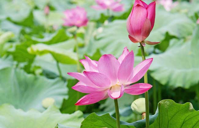 Seed sowing technique of potted lotus