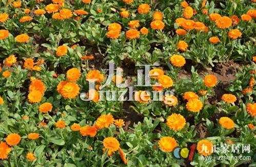 How to grow calendula?