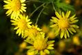 Efficacy, function and Edible method of Wild Chrysanthemum