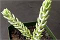 How to plant jadeite sedum planting method