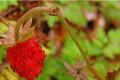 Can you eat wild strawberries, green plants?