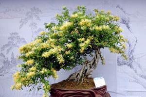 Honeysuckle bonsai price list, how much is a honeysuckle bonsai