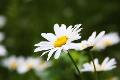 What is the floral language of the little daisy?